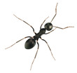 Realistic  Ant Isolated on White