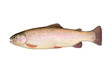 photo of fish salmon on white background