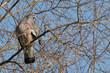 Pigeon ramier (Columba palumbus) Pigeon ramier (Columba palumbus)