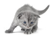 Scottish Kitty