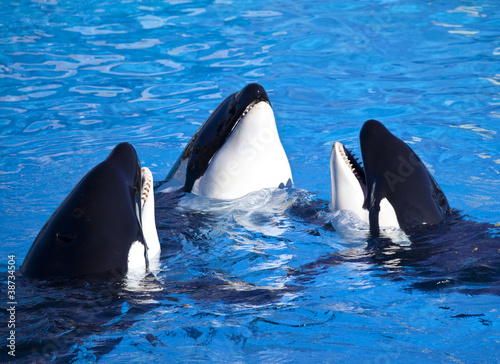 Photo: Three Orca Killer Whales Three Orca Killer Whales