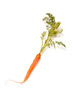 Fresh carrot isolated on a white studio background. Fresh carrot isolated on a white studio background.