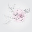 ROSE / Realistic Vector Sketch of flower