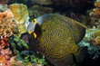 Foto: French Angelfish French Angelfish