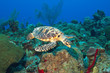 Cayman's turtle