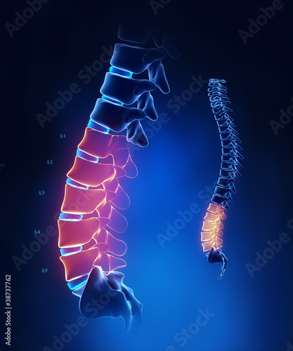 Illustration: Lumbar spine anatomy in blue detail Lumbar spine anatomy in blue detail