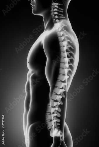Illustration: Human spine left lateral view Human spine left lateral view