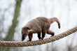 portrait of a very cute White-nosed Coati (Nasua narica)