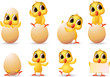 cute little chicks cute little chicks