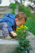 cute baby boy sniffing dandelion flowers in spring park