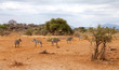 Photo: Couple of wild African zebra Couple of wild African zebra