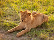 Photo: African female lion African female lion