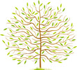 Vector: Spring tree Spring tree
