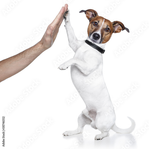 Foto: dog high five with male hand dog high five with male hand