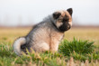 Eurasier Welpe sitzt auf der Wiese