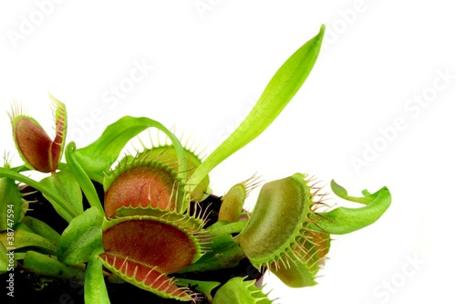 Photo: Carnivorous plant. Venus flytrap ( Dionaea muscipula ) Carnivorous plant. Venus flytrap ( Dionaea muscipula )