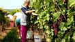 Autumn grape harvest