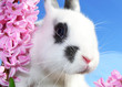 Osternhase