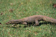 Water monitor in grass, Sri Lanka Water monitor in grass, Sri Lanka