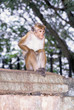 Toque macaque sitting on wall Sri Lanka Toque macaque sitting on wall Sri Lanka