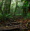 Foret mystique