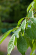 Blätter am Baum