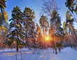 Winter forest under snow in sunny day