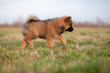 Eurasier Welpe wandert über die Wiese