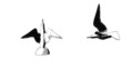 collection of loop animated flying sketch sea bird collection of loop animated flying sketch sea bird