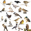 set birds isolated on white background