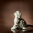 kitten