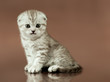 kitten