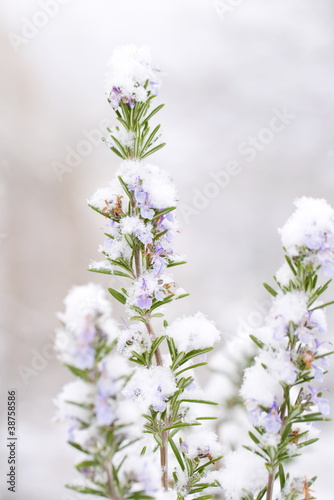 Photo: Rosmarin im Schnee Rosmarin im Schnee