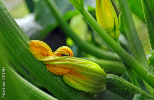Photo: Zuchettiblüte Zuchettiblüte