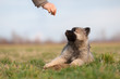 Eurasier Welpe bekommt Leckerchen