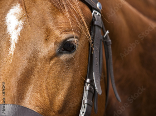 Photo: Caballo Caballo