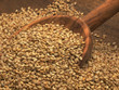 Sesame Seeds