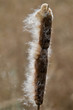 Massette à larges feuilles (Typha latifolia)