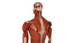 Male skeleton with muscles closeup, anatomically accurate