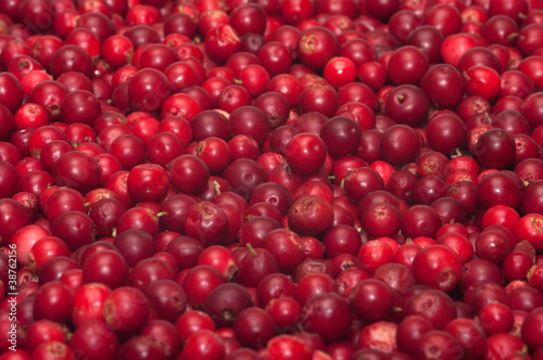 Photo: Red bilberries. Red bilberries.