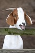 Bleating Goat Portrait Bleating Goat Portrait