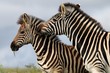 Zebra Bite
