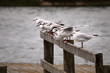 Gulls in line