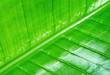 banana leaf banana leaf