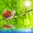 Funny picture of a little snail on a dewy grass.