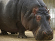 The hippopotamus (Hippopotamus amphibius), Barcelona Zoo The hippopotamus (Hippopotamus amphibius), Barcelona Zoo