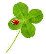 Green quarter-foil with ladybug. Green quarter-foil with ladybug.