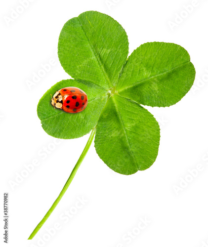 Photo: Green quarter-foil with ladybug. Green quarter-foil with ladybug.