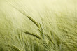 detail of organic green grains in summer time