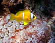 Clown fish in an anemone Clown fish in an anemone